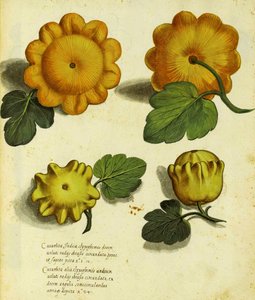 Heirloom Squash, plate published in Piante Fiori Frutti